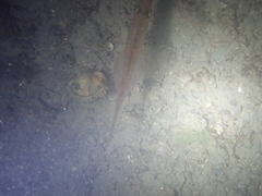 Alloteuthis subulata