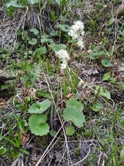 Micranthes porsildiana