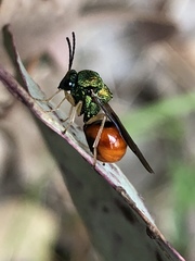 Eucharitidae