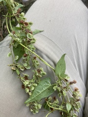 Fallopia dumetorum