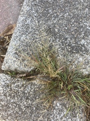 Eragrostis multicaulis