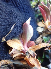 Gentianella impressinervia