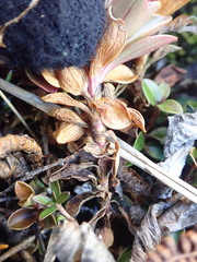 Gentianella impressinervia
