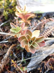 Gentianella impressinervia