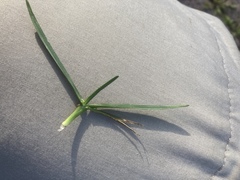 Poa pratensis irrigata