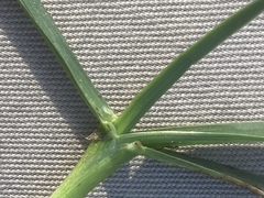 Poa pratensis irrigata