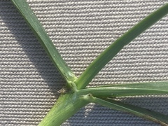 Poa pratensis irrigata