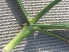 Poa pratensis irrigata