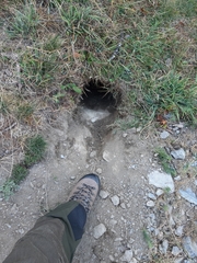 Marmota marmota