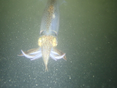 Alloteuthis subulata