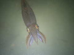 Alloteuthis subulata