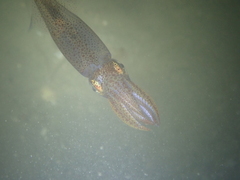Alloteuthis subulata
