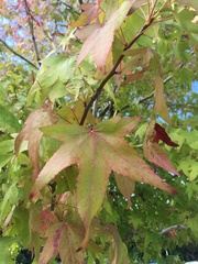 Liquidambar styraciflua