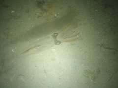 Alloteuthis subulata