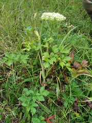 Angelica gmelinii