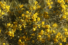 Senna artemisioides artemisioides