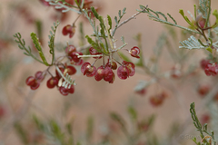 Dodonaea sinuolata acrodentata