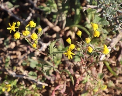 Senecio abruptus
