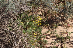 Senecio abruptus