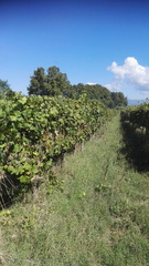 Vitis vinifera