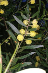 Acacia rostriformis