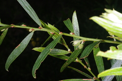 Acacia rostriformis