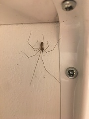 Pholcus phalangioides
