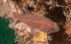 Vincentia novaehollandiae