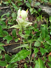 Castilleja pallida