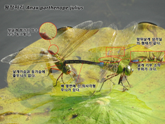 Anax parthenope julius