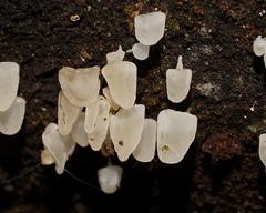 Physalacria australiensis