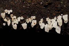 Physalacria australiensis