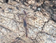 Diplocentrus