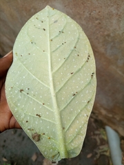 Calotropis procera image