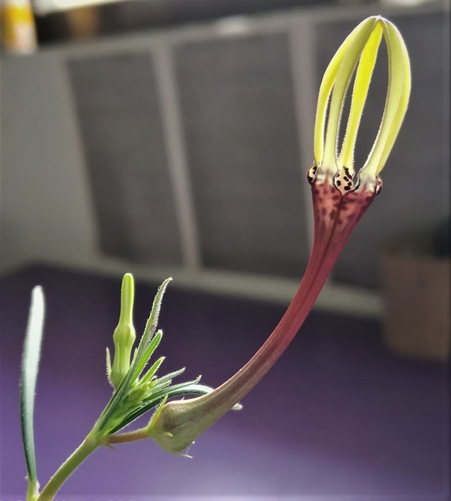 Ceropegia concanensis, Tilari Nagar, Maharashtra 416527, India