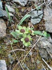 Bupleurum triradiatum