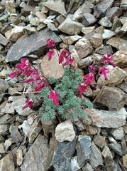 Dicentra peregrina