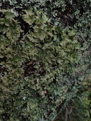 Parmotrema subtinctorium