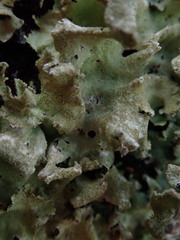 Parmotrema subtinctorium