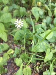 Stellaria graminea