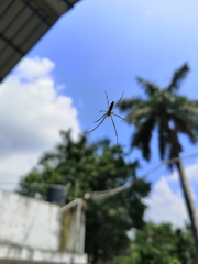 Leucauge