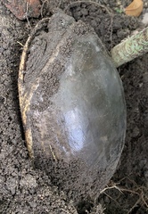 Lissemys scutata