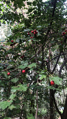 Crataegus