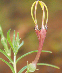 Ceropegia concanensis
