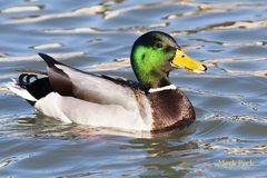 Mallard photo 3