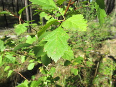 Crataegus dahurica