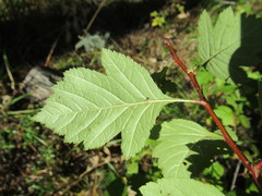 Crataegus dahurica