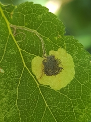 Stigmella plagicolella