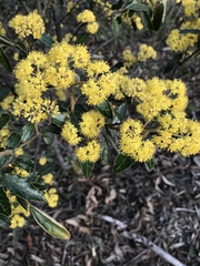 Pomaderris intermedia