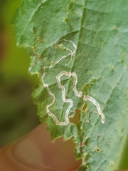 Stigmella floslactella